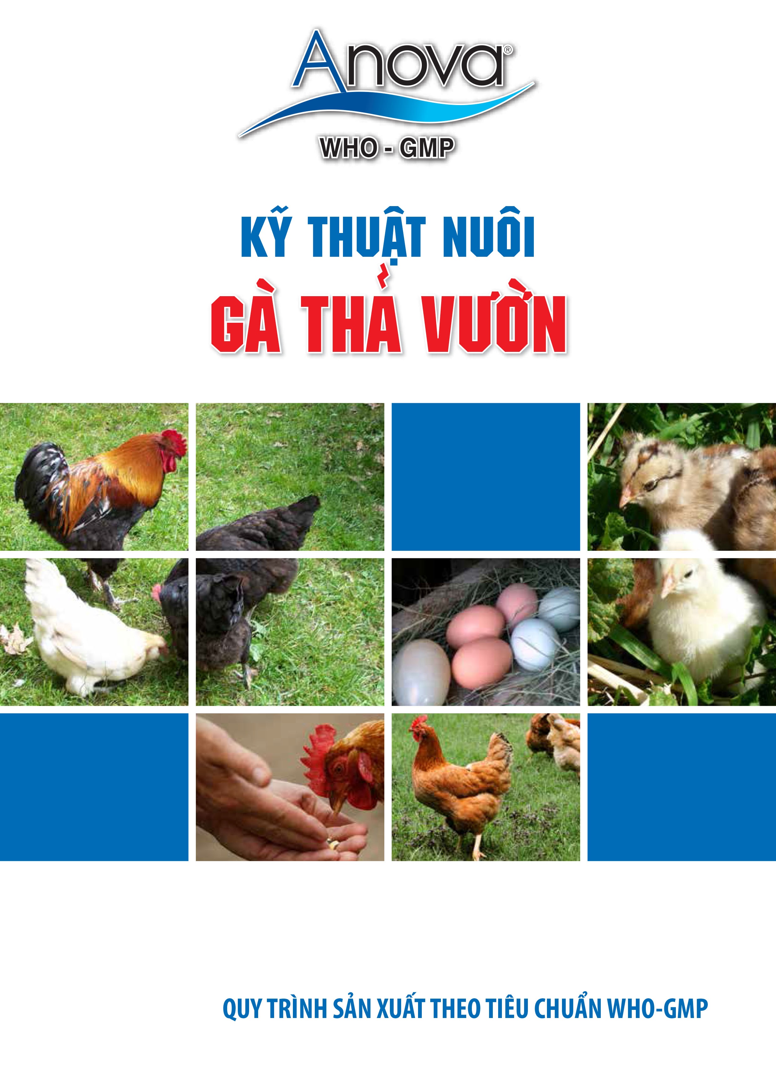 Kỹ Thuật Nuôi Gà Thả Vườn