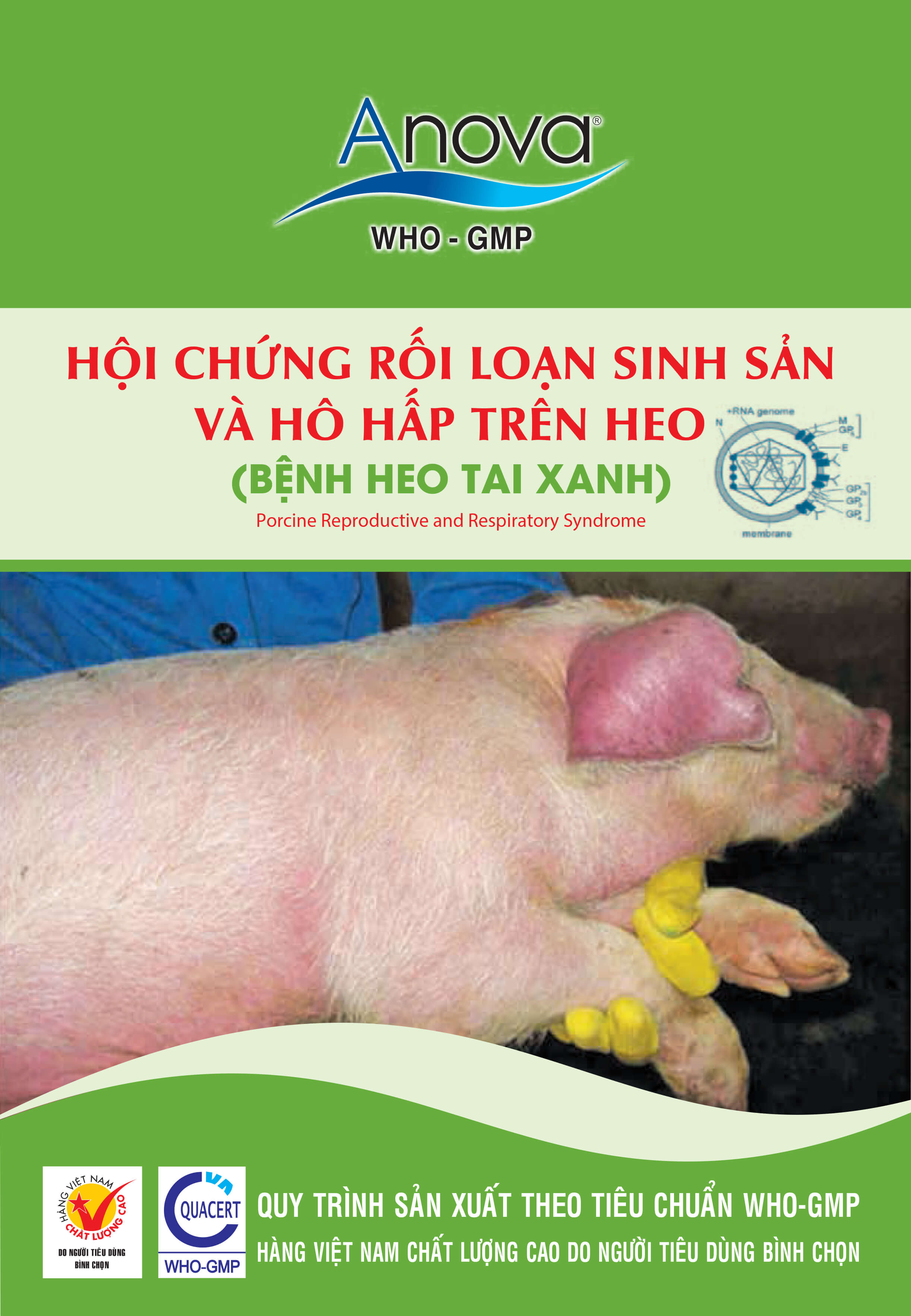 HỘI CHỨNG RỐI LOẠN SINH SẢN VÀ HÔ HẤP TRÊN HEO (BỆNH HEO TAI XANH)