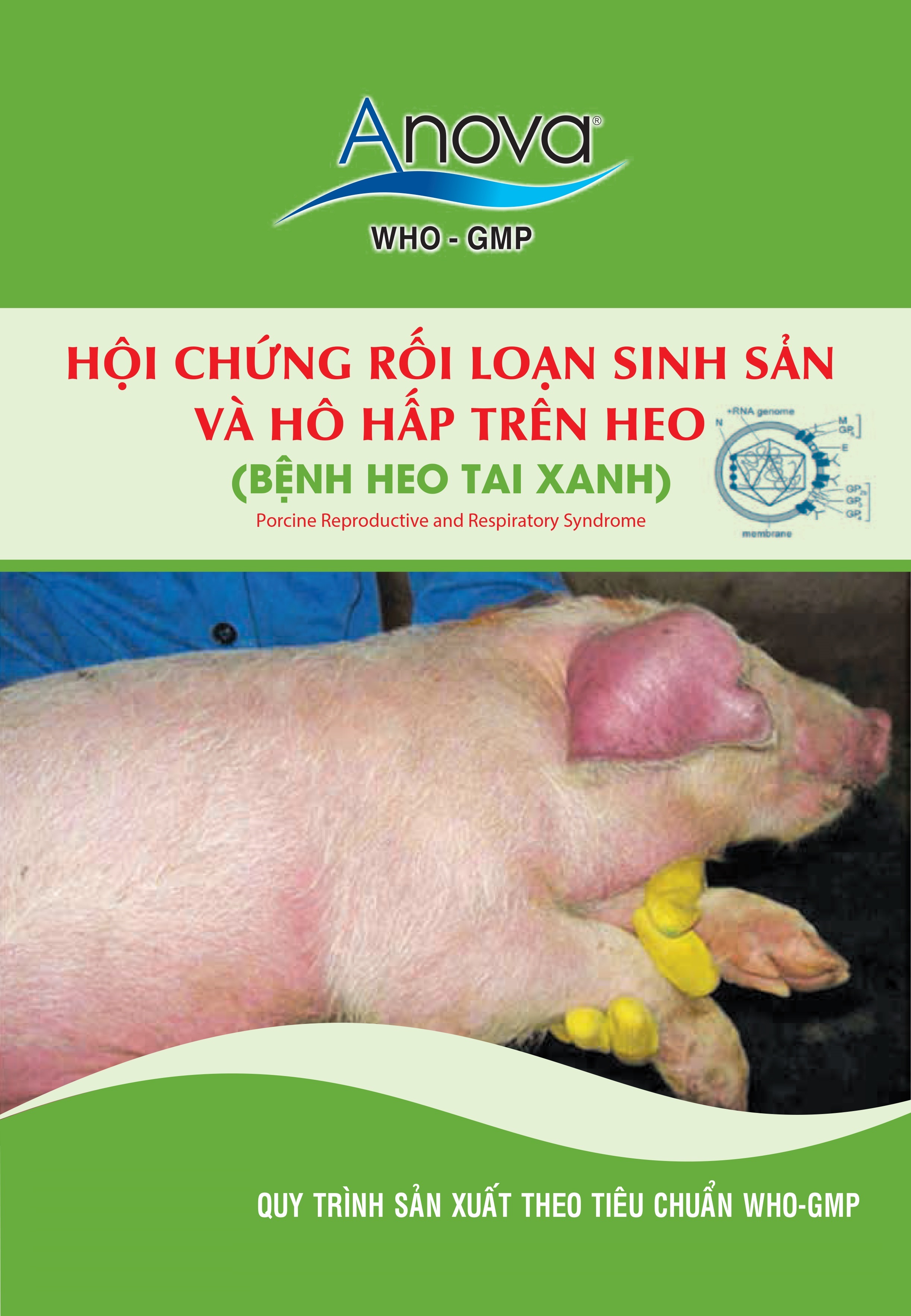 HỘI CHỨNG RỐI LOẠN SINH SẢN VÀ HÔ HẤP TRÊN HEO (BỆNH HEO TAI XANH)