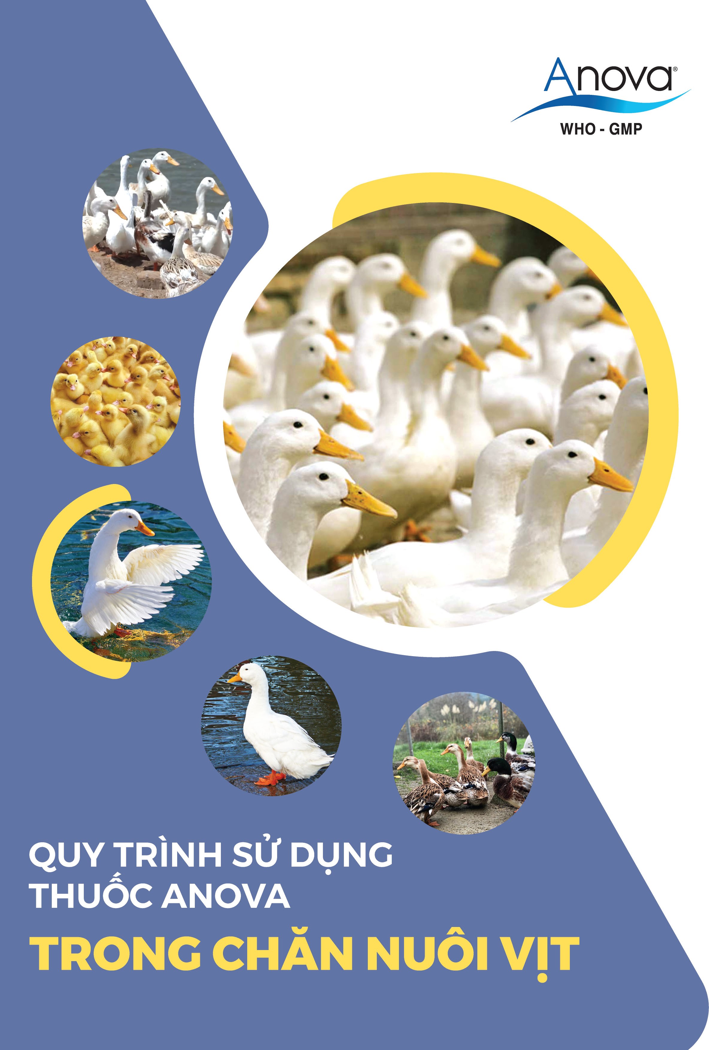 QUY TRÌNH SỬ DỤNG THUỐC ANOVA TRONG CHĂN NUÔI VỊT