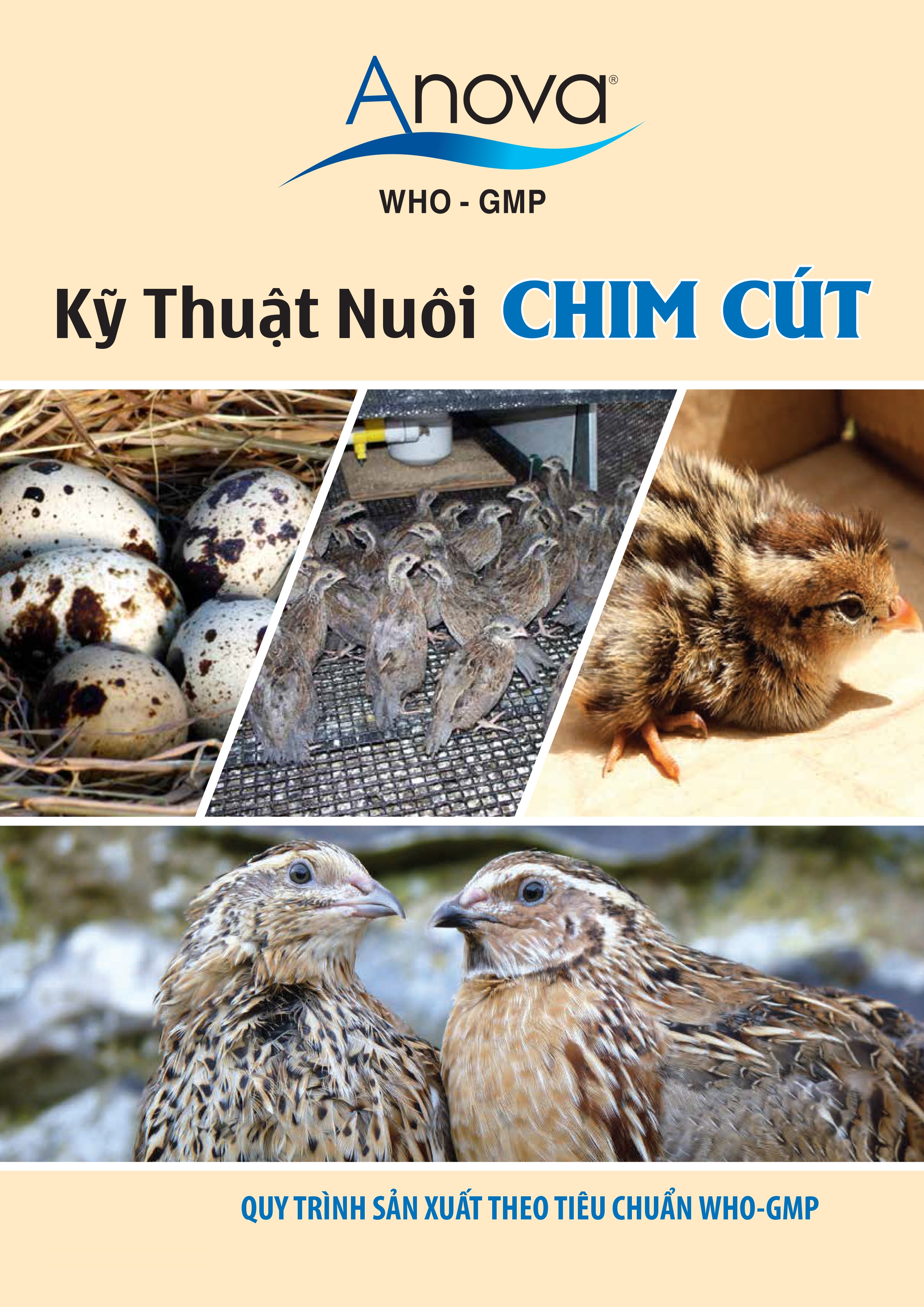 KỸ THUẬT NUÔI CHIM CÚT