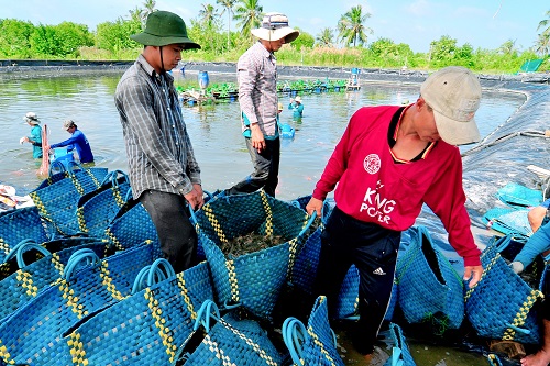 Cần nắm bắt thông tin về giá trước khi thả tôm nuôi